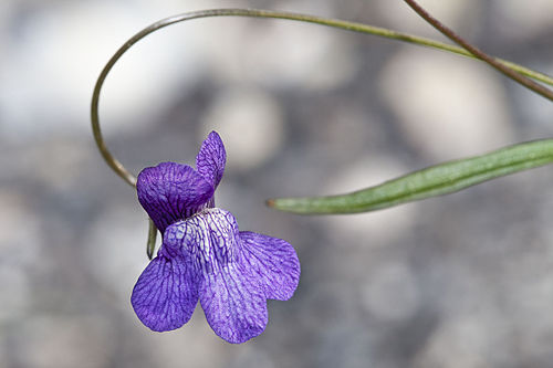 Antirrhinum kelloggii